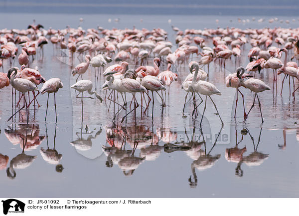 colonyof lesser flamingos / JR-01092